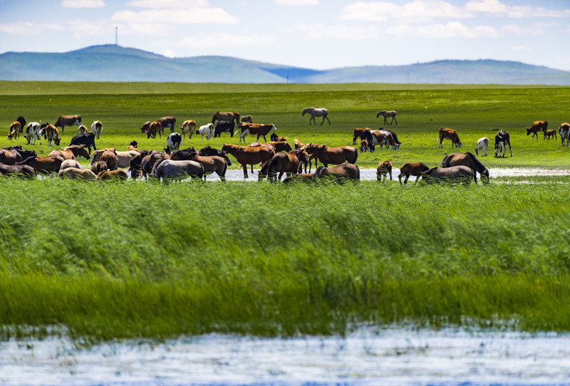 内蒙古阳光下的温馨故事
